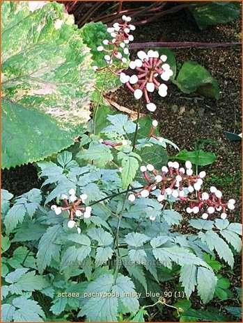 Actaea pachypoda 'Misty Blue' | Zilverkaars, Christoffelkruid