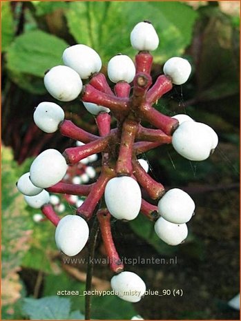 Actaea pachypoda 'Misty Blue' | Zilverkaars, Christoffelkruid