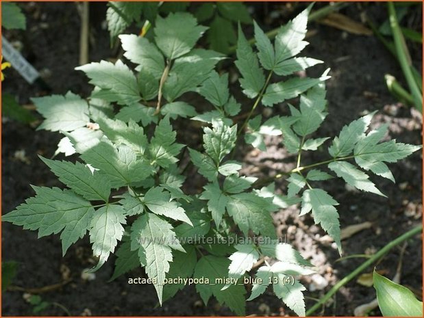 Actaea pachypoda 'Misty Blue' | Zilverkaars, Christoffelkruid