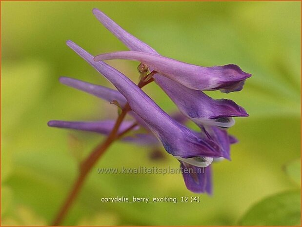 Corydalis 'Berry Exciting' | Helmbloem