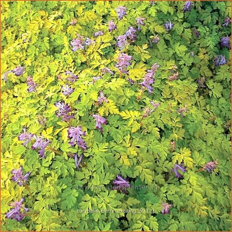 Corydalis 'Berry Exciting' | Helmbloem