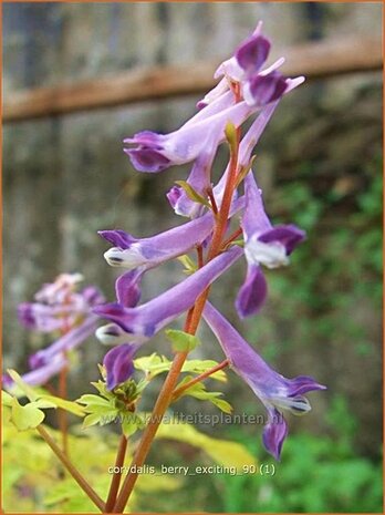 Corydalis 'Berry Exciting' | Helmbloem