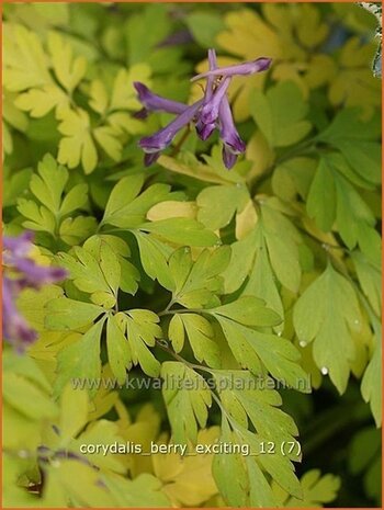 Corydalis 'Berry Exciting' | Helmbloem