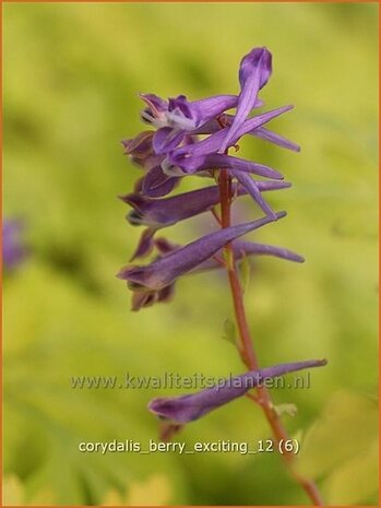 Corydalis 'Berry Exciting' | Helmbloem