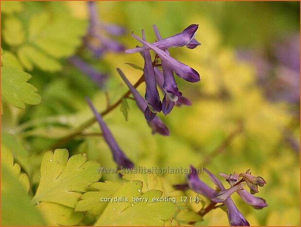 Corydalis 'Berry Exciting' | Helmbloem