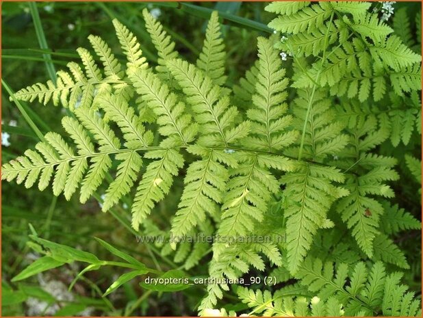Dryopteris carthusiana | Smalle stekelvaren