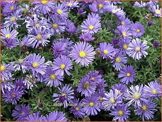 Aster 'Blaue Lagune' | Aster
