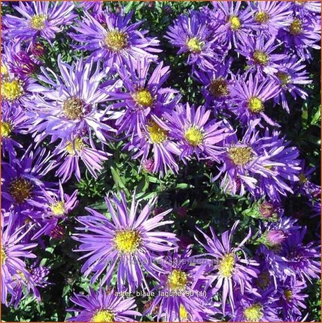 Aster 'Blaue Lagune' | Aster