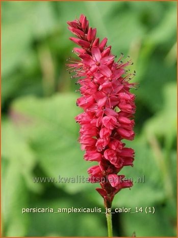 Persicaria amplexicaulis 'JS Calor' | Duizendknoop, Adderwortel