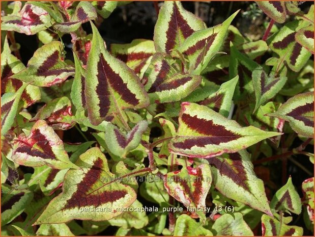 Persicaria microcephala 'Purple Fantasy' | Duizendknoop, Adderwortel