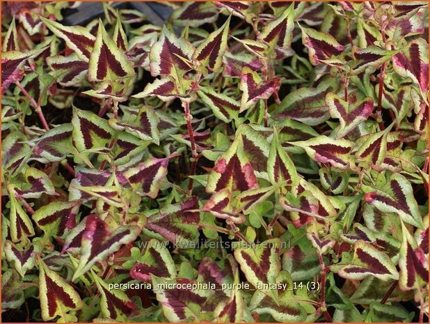 Persicaria microcephala 'Purple Fantasy' | Duizendknoop, Adderwortel