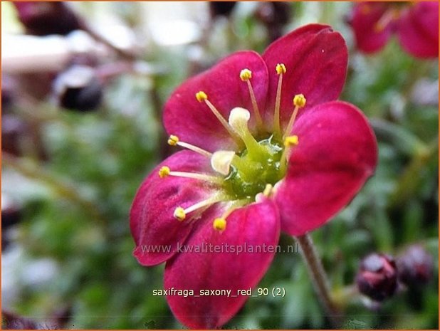 Saxifraga 'Saxony Red' | Steenbreek, Mossteenbreek