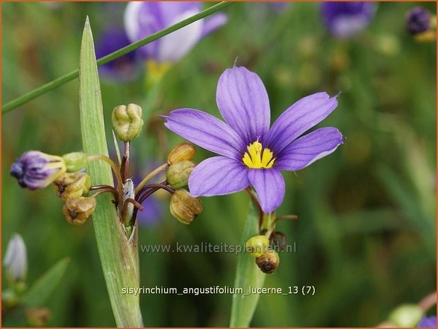Sisyrinchium angustifolium 'Lucerne' | Bieslelie