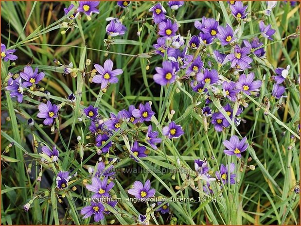 Sisyrinchium angustifolium 'Lucerne' | Bieslelie