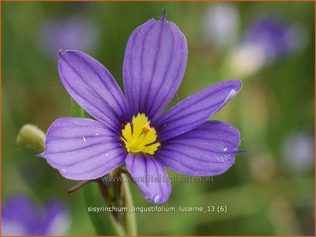 Sisyrinchium angustifolium 'Lucerne' | Bieslelie