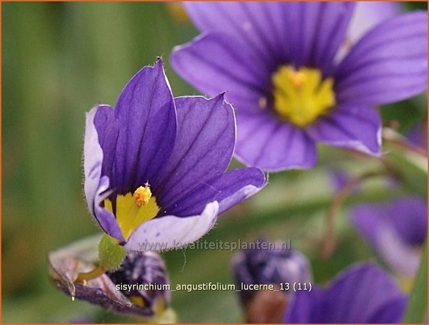 Sisyrinchium angustifolium 'Lucerne' | Bieslelie