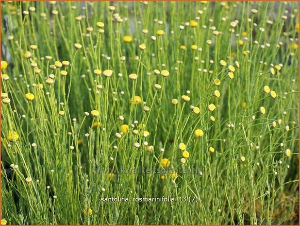 Santolina rosmarinifolia | Heiligenbloem, Cipressenkruid