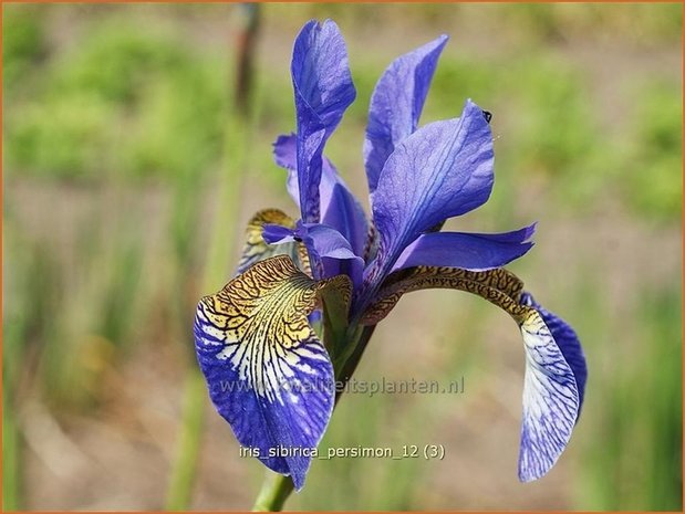 Iris sibirica 'Persimmon' | Iris, Lis, Siberische iris