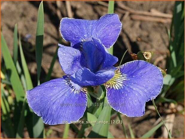 Iris sibirica 'Silver Edge' | Siberische iris, Lis, Iris | Sibirische Schwertlilie