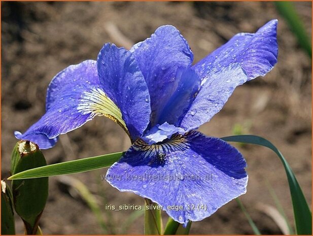 Iris sibirica 'Silver Edge' | Siberische iris, Lis, Iris | Sibirische Schwertlilie