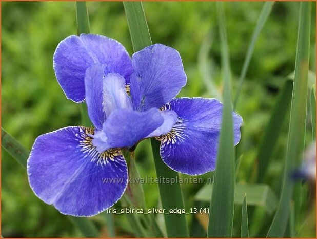 Iris sibirica 'Silver Edge' | Siberische iris, Lis, Iris | Sibirische Schwertlilie