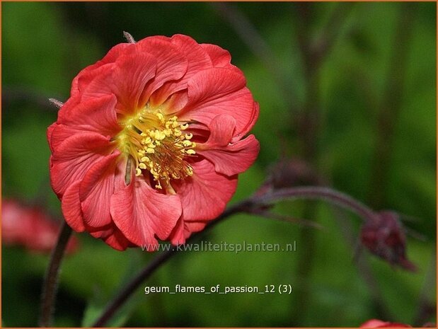Geum rivale 'Flames of Passion' | Nagelkruid, Knikkend nagelkruid