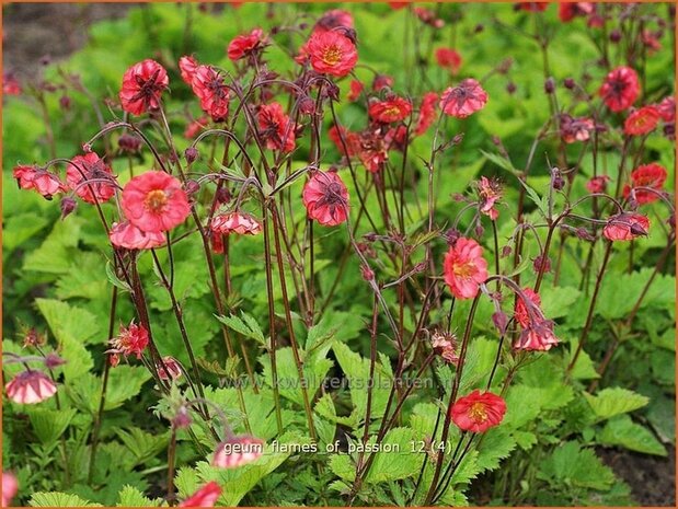Geum rivale 'Flames of Passion' | Nagelkruid, Knikkend nagelkruid