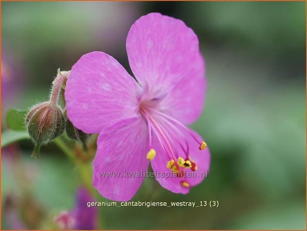 Geranium cantabrigiense 'Westray' | Ooievaarsbek
