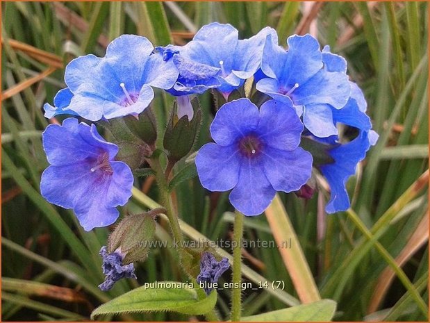 Pulmonaria 'Blue Ensign' | Longkruid