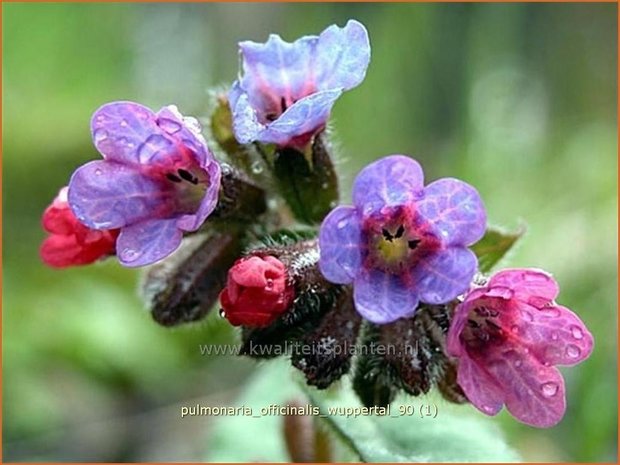 Pulmonaria officinalis 'Wuppertal' | Longkruid