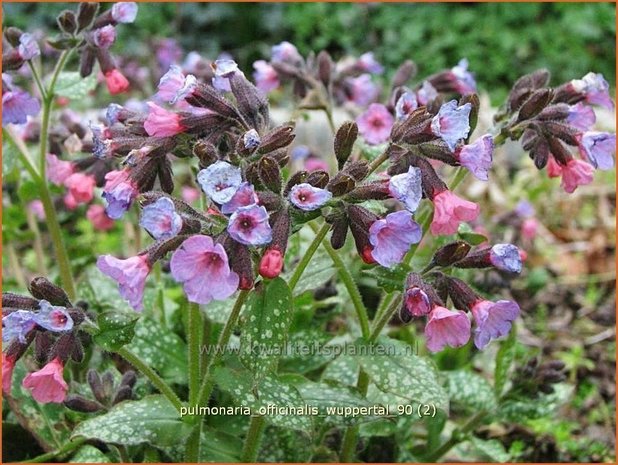 Pulmonaria officinalis 'Wuppertal' | Longkruid