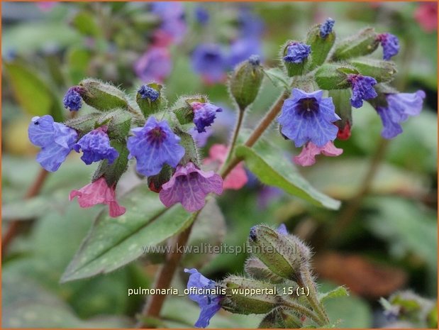 Pulmonaria officinalis 'Wuppertal' | Longkruid