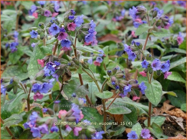 Pulmonaria officinalis 'Wuppertal' | Longkruid