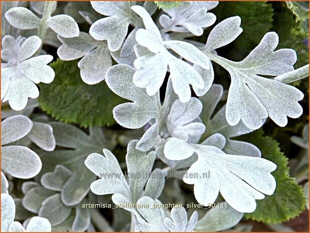 Artemisia stelleriana 'Boughton Silver' | Alsem, Bijvoet, Edelruit | Gabelbl&auml;ttriger Silber-Wermut
