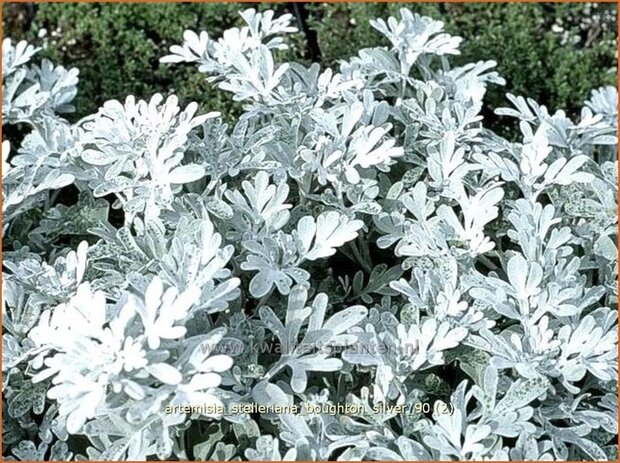 Artemisia stelleriana 'Boughton Silver' | Alsem, Bijvoet, Edelruit | Gabelbl&auml;ttriger Silber-Wermut