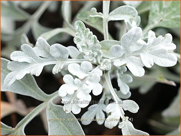 Artemisia stelleriana 'Boughton Silver' | Alsem, Bijvoet, Edelruit | Gabelbl&auml;ttriger Silber-Wermut