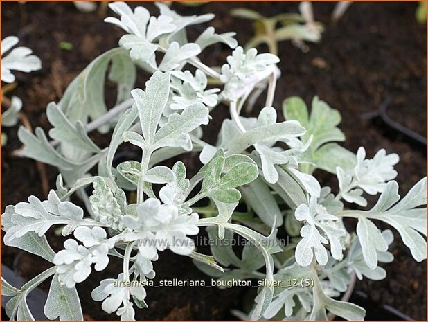 Artemisia stelleriana 'Boughton Silver' | Alsem, Bijvoet, Edelruit | Gabelbl&auml;ttriger Silber-Wermut