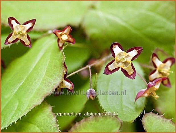 Epimedium alpinum | Elfenbloem