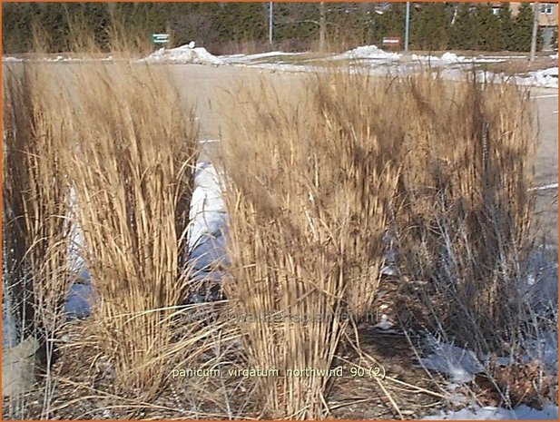 Panicum virgatum 'Northwind' | Vingergras, Parelgierst