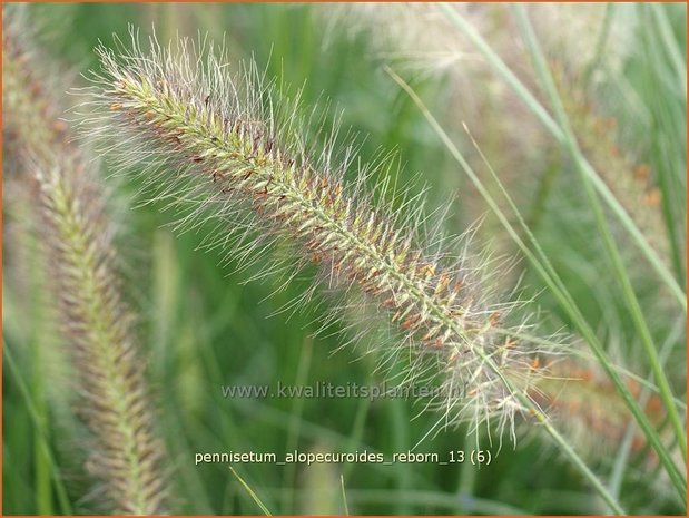 Pennisetum alopecuroides 'Reborn' | Lampenpoetsersgras