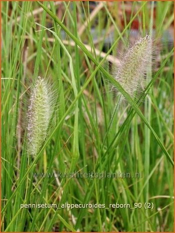 Pennisetum alopecuroides 'Reborn' | Lampenpoetsersgras