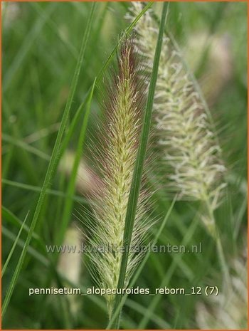 Pennisetum alopecuroides 'Reborn' | Lampenpoetsersgras