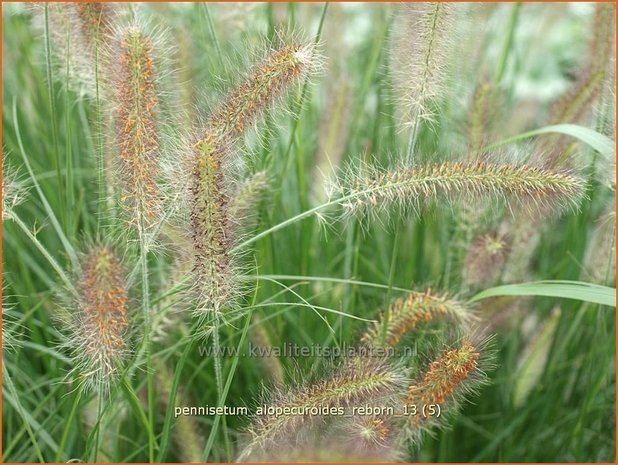 Pennisetum alopecuroides 'Reborn' | Lampenpoetsersgras