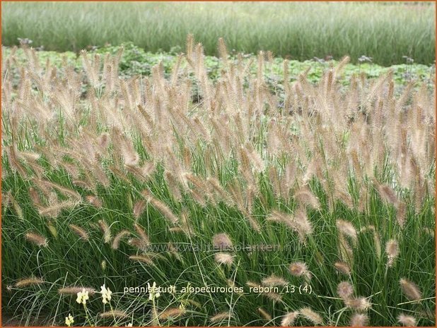 Pennisetum alopecuroides 'Reborn' | Lampenpoetsersgras