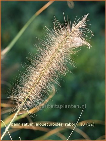 Pennisetum alopecuroides 'Reborn' | Lampenpoetsersgras