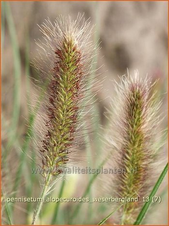 Pennisetum alopecuroides 'Weserbergland' | Lampenpoetsersgras