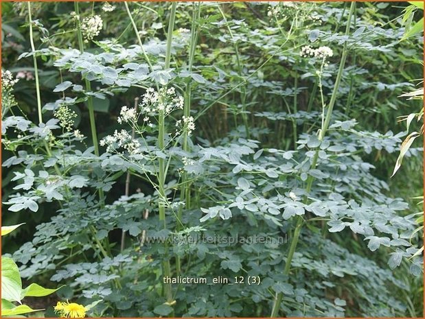 Thalictrum 'Elin' | Ruit