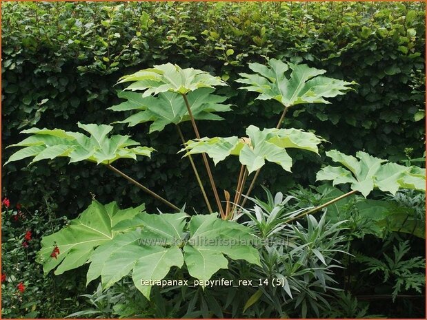 Tetrapanax papyrifer 'Rex' | Rijstpapierplant, Rijstpapierboom | Reispapierbaum | Rice-paper Plant