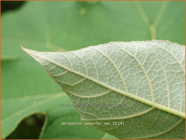 Tetrapanax papyrifer 'Rex' | Rijstpapierplant, Rijstpapierboom | Reispapierbaum | Rice-paper Plant