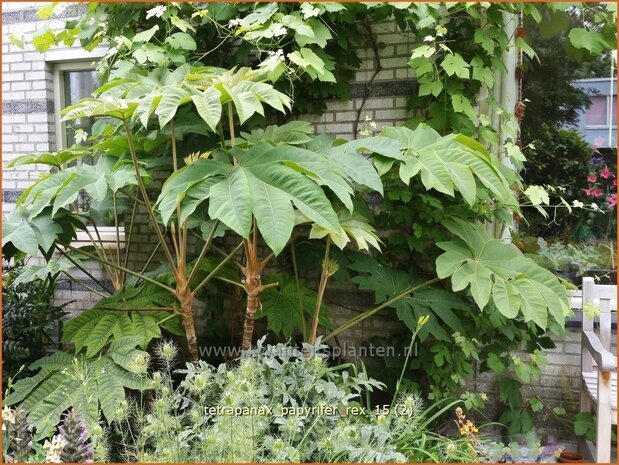 Tetrapanax papyrifer 'Rex' | Rijstpapierplant, Rijstpapierboom | Reispapierbaum | Rice-paper Plant